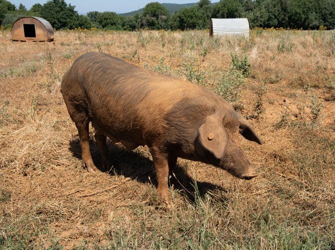 Cinta Senese pig at Spannocchia